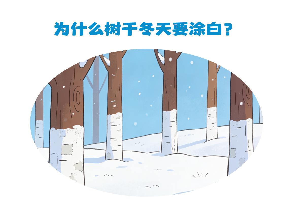 第478集 为什么树干冬天要涂白？