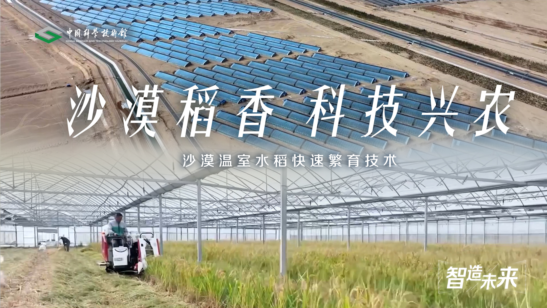 【智造未来】沙漠稻香 科技兴农——沙漠温室水稻快速繁育技术