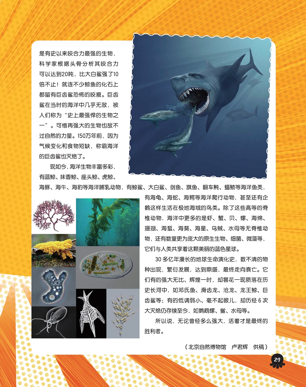 称霸海洋的巨齿鲨灭绝,地球生命演化