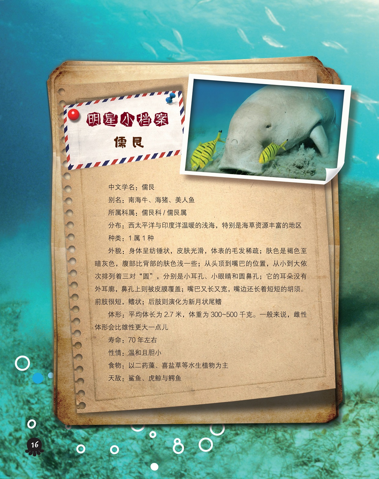 儒艮的小档案,生活在西太平洋与印度洋温暖的浅海