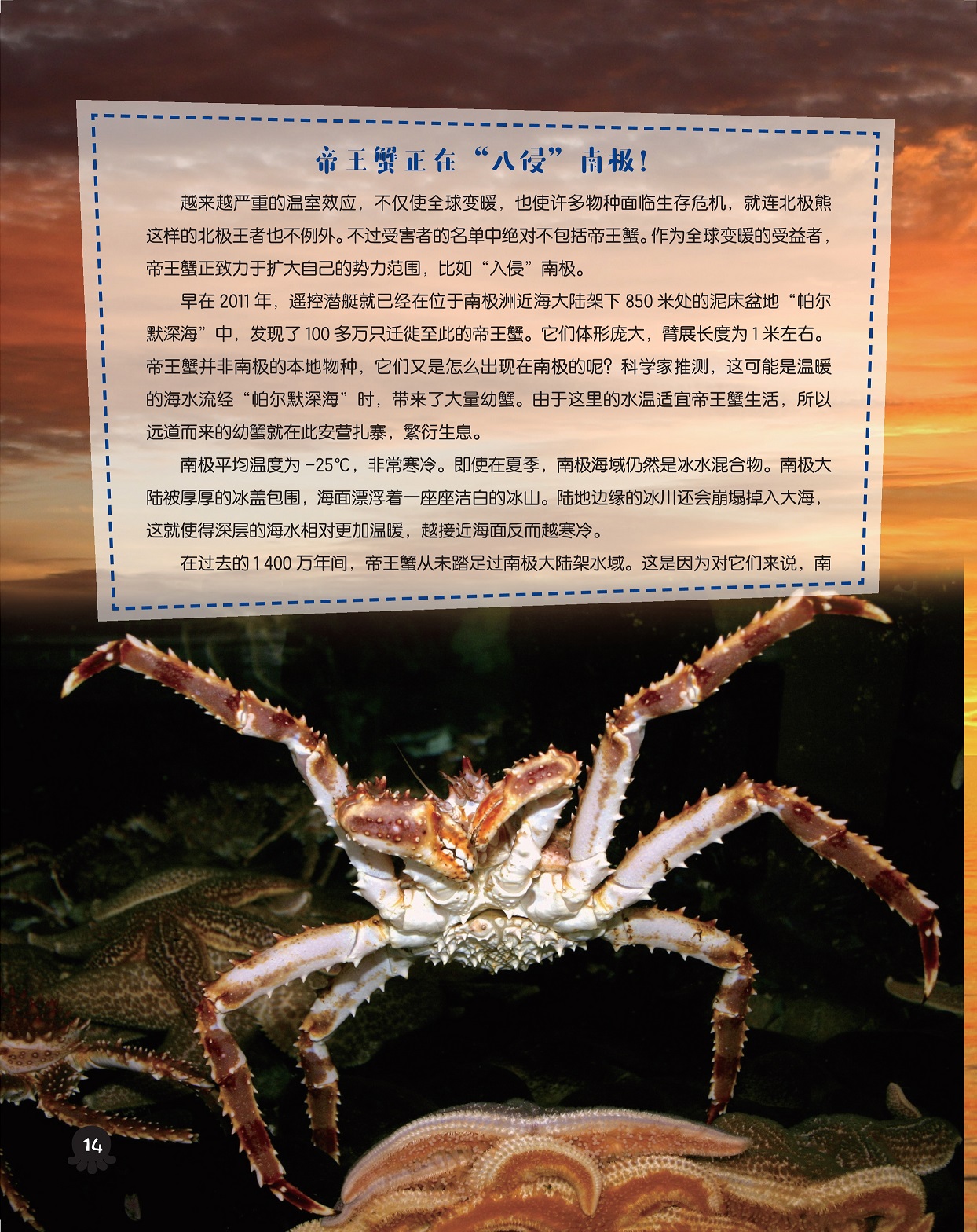 帝王蟹正在“入侵”南极,南极海域是冰水混合物 帝王蟹正在“入侵”南极,南极海域是冰水混合物