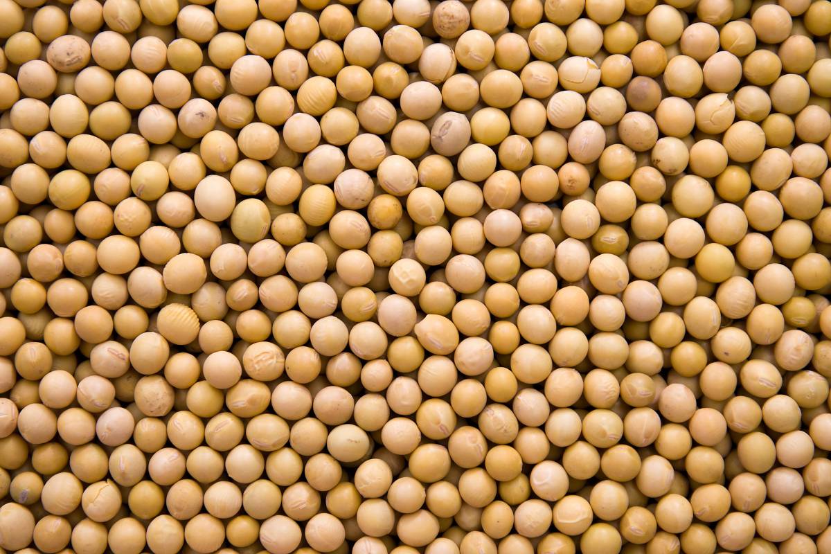 黄豆