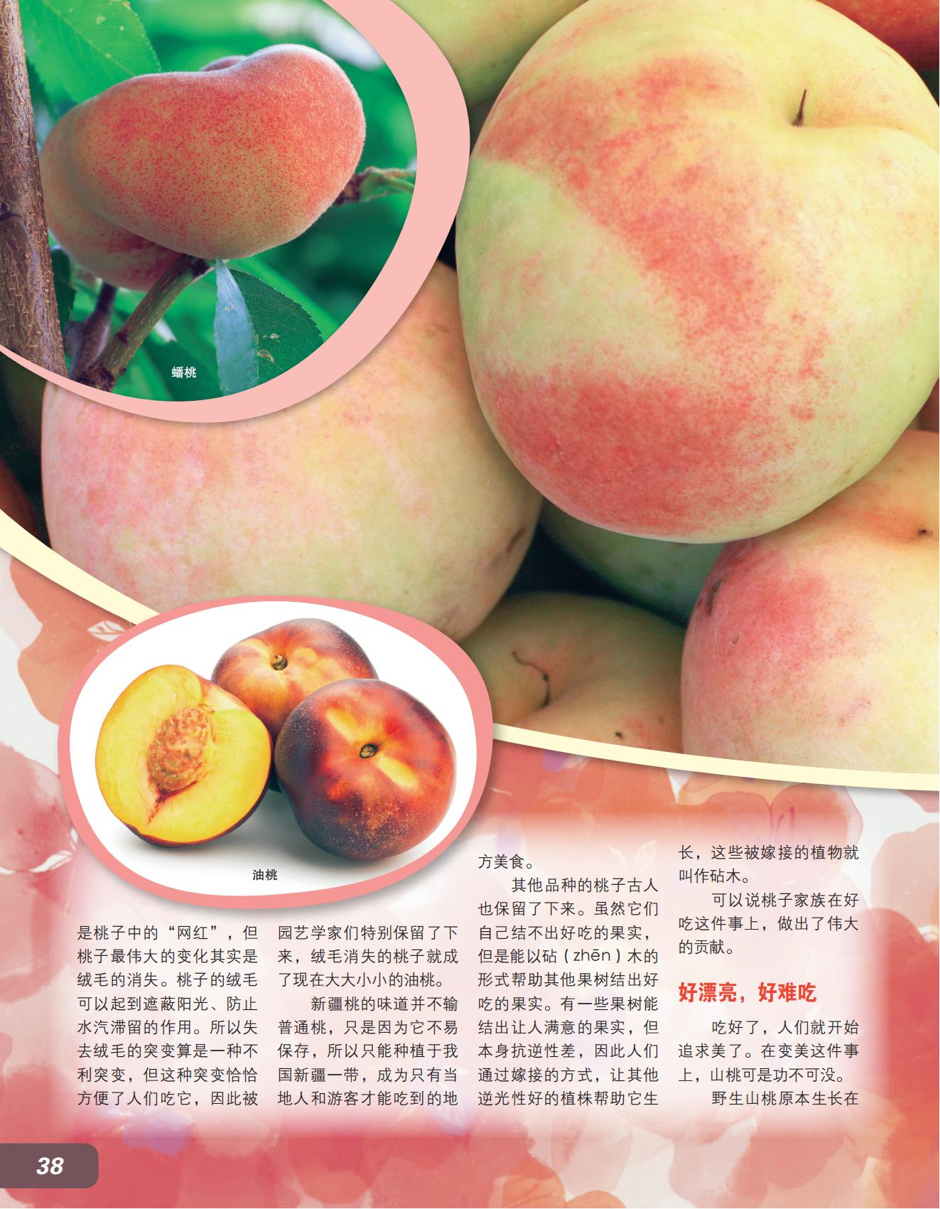 油桃,嫁接,漂亮