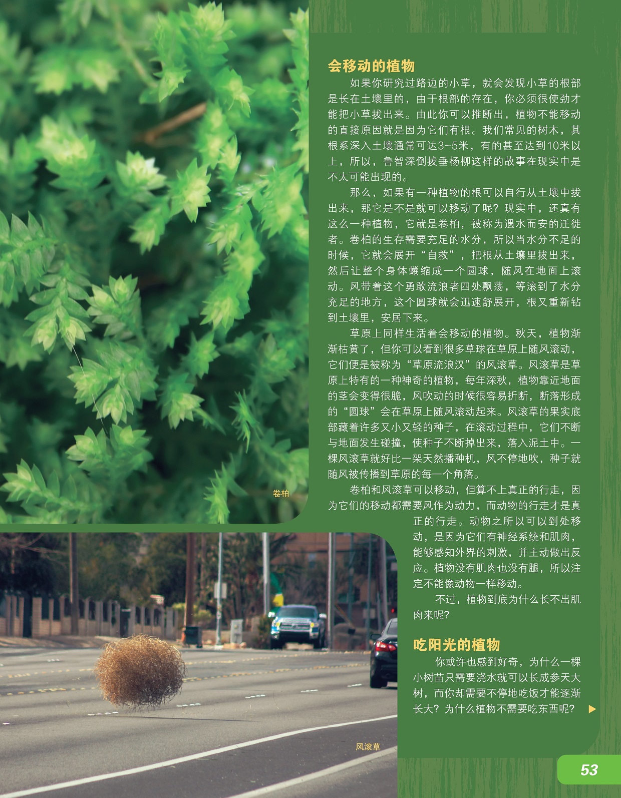 会移动的植物,吃阳光的植物