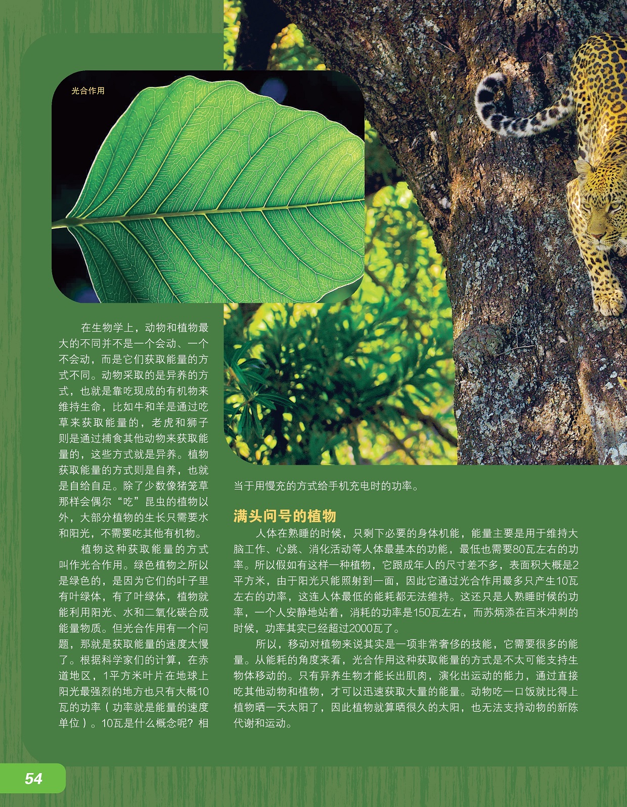 动物和植物获取能量的方式不同,植物获取能量的方式叫作光合作用