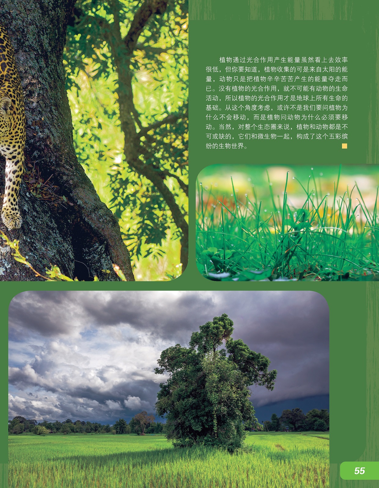 植物通过光合作用产生能量,对生态圈来说植物和动物都是不可或缺的