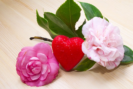 花中珍品,凌冬绽放 花中珍品,凌冬绽放