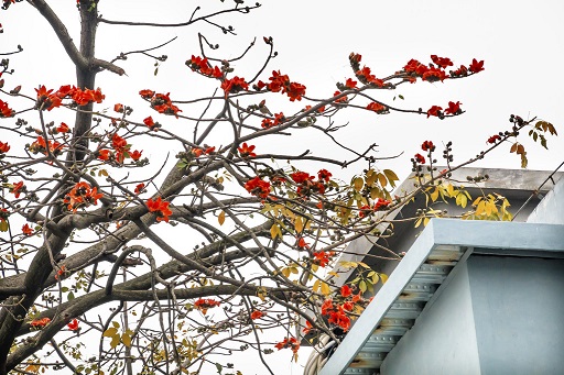 用花：煮水、熬粥、炖汤均可