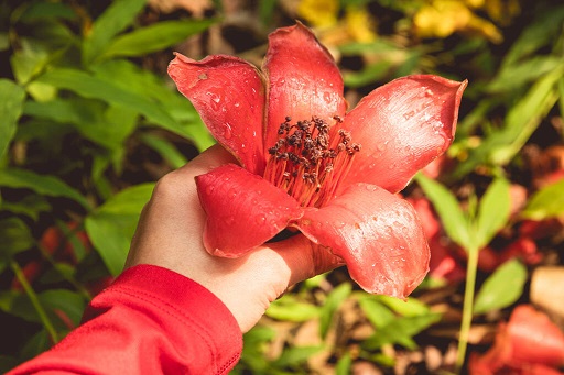 花样：英雄之花，曾“点亮”汉帝宫廷