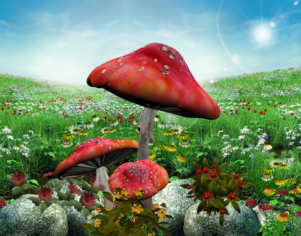 毒性,菌柄,菌托,菌环