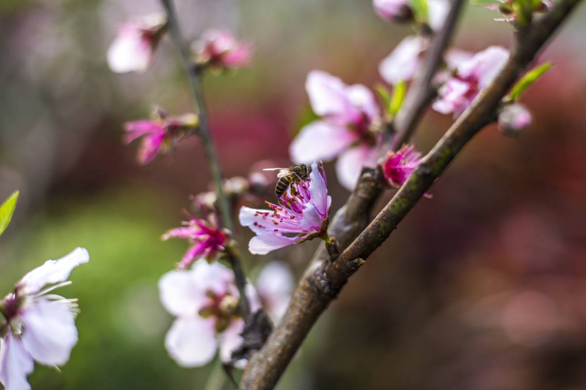 花粉