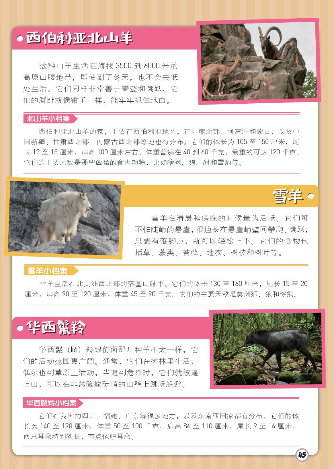 西伯利亚北山羊,雪羊,山壁