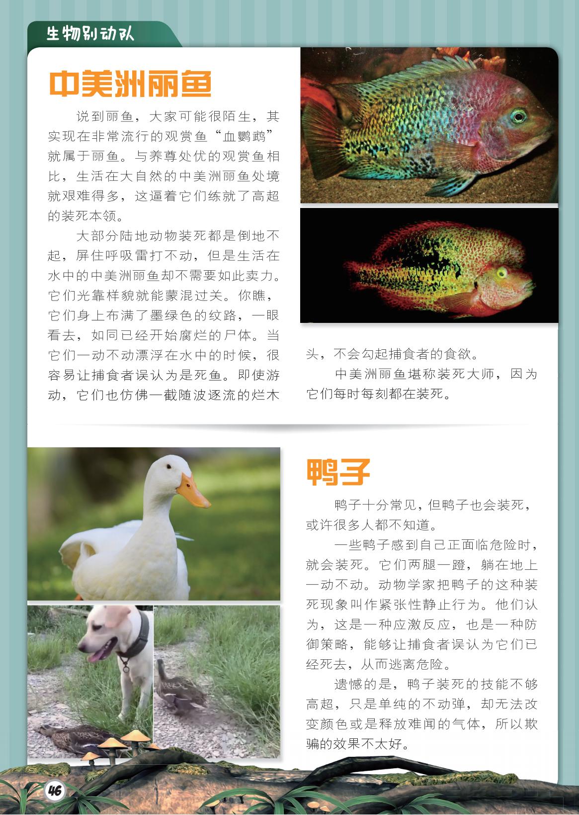 中美洲丽鱼,鸭子,装死