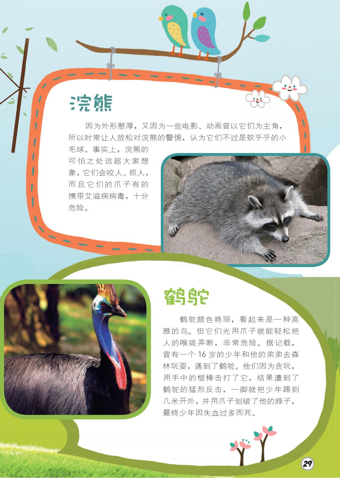 浣熊,外形,鹤鸵,艳丽