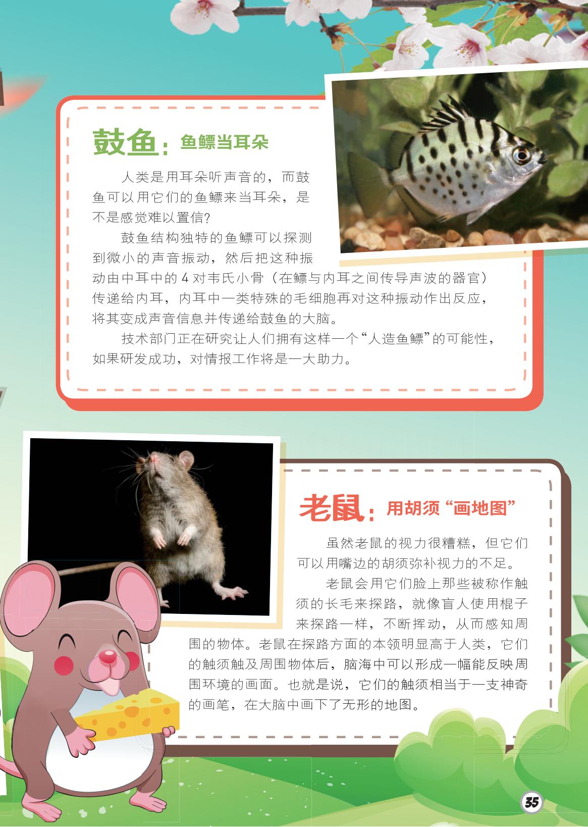 鼓鱼,鱼鳔,老鼠,胡须 鼓鱼,鱼鳔,老鼠,胡须