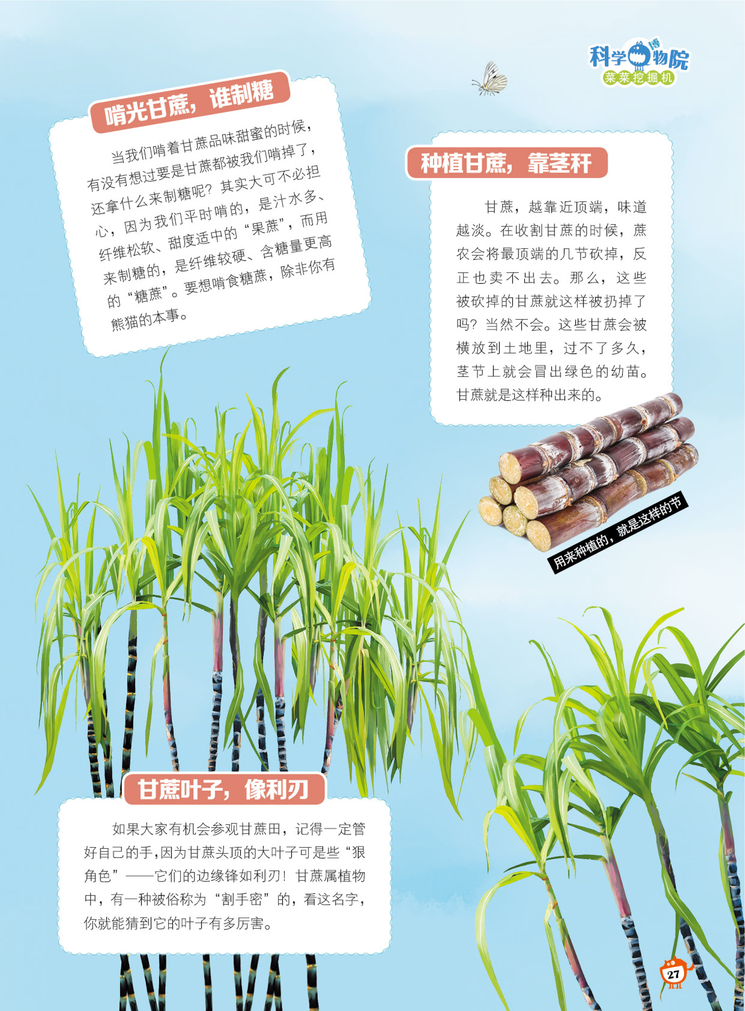 种植,制糖,茎秆