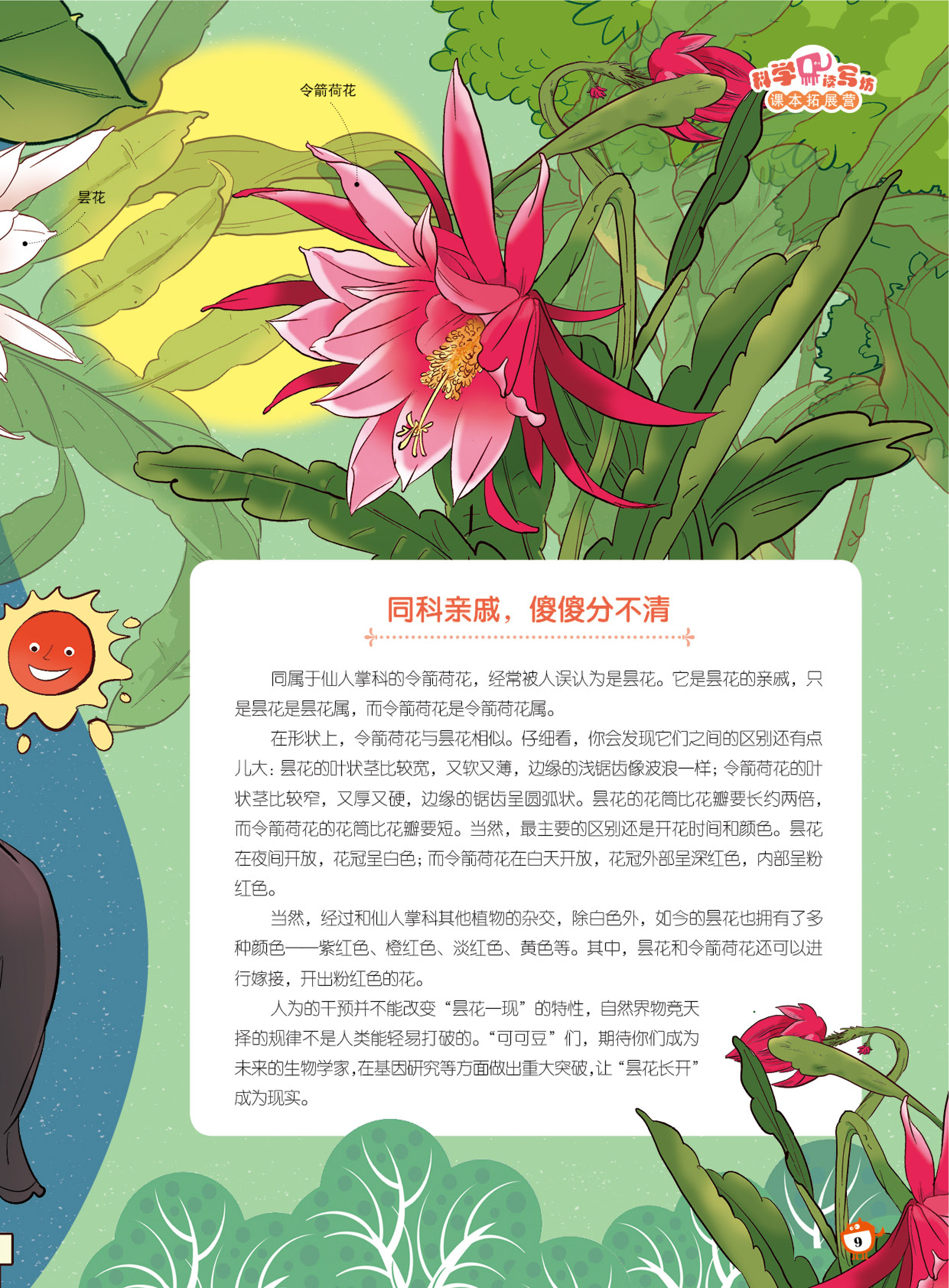 仙人掌科,昙花一现 仙人掌科,昙花一现