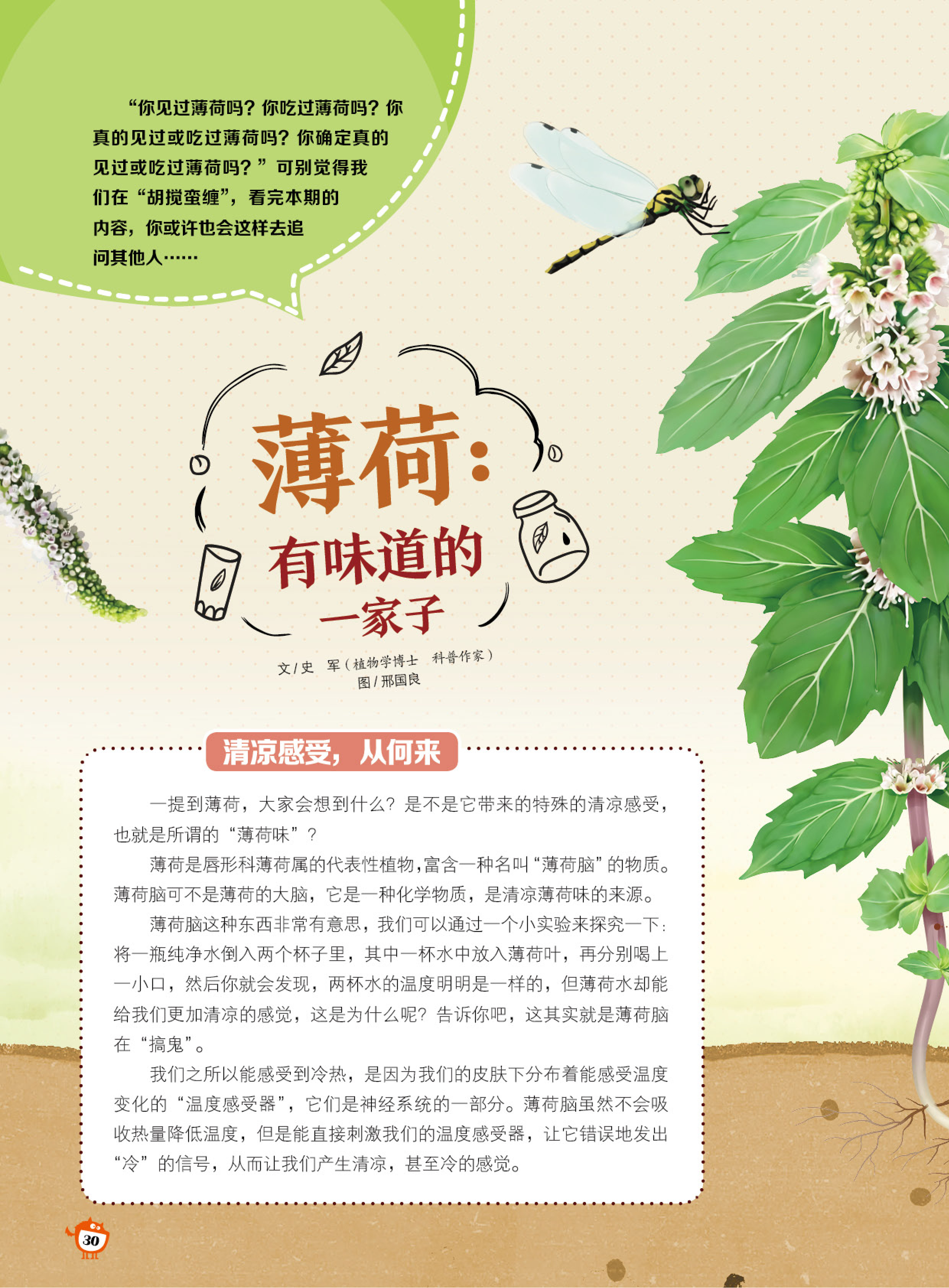 薄荷,味道,清凉,感觉 薄荷,味道,清凉,感觉