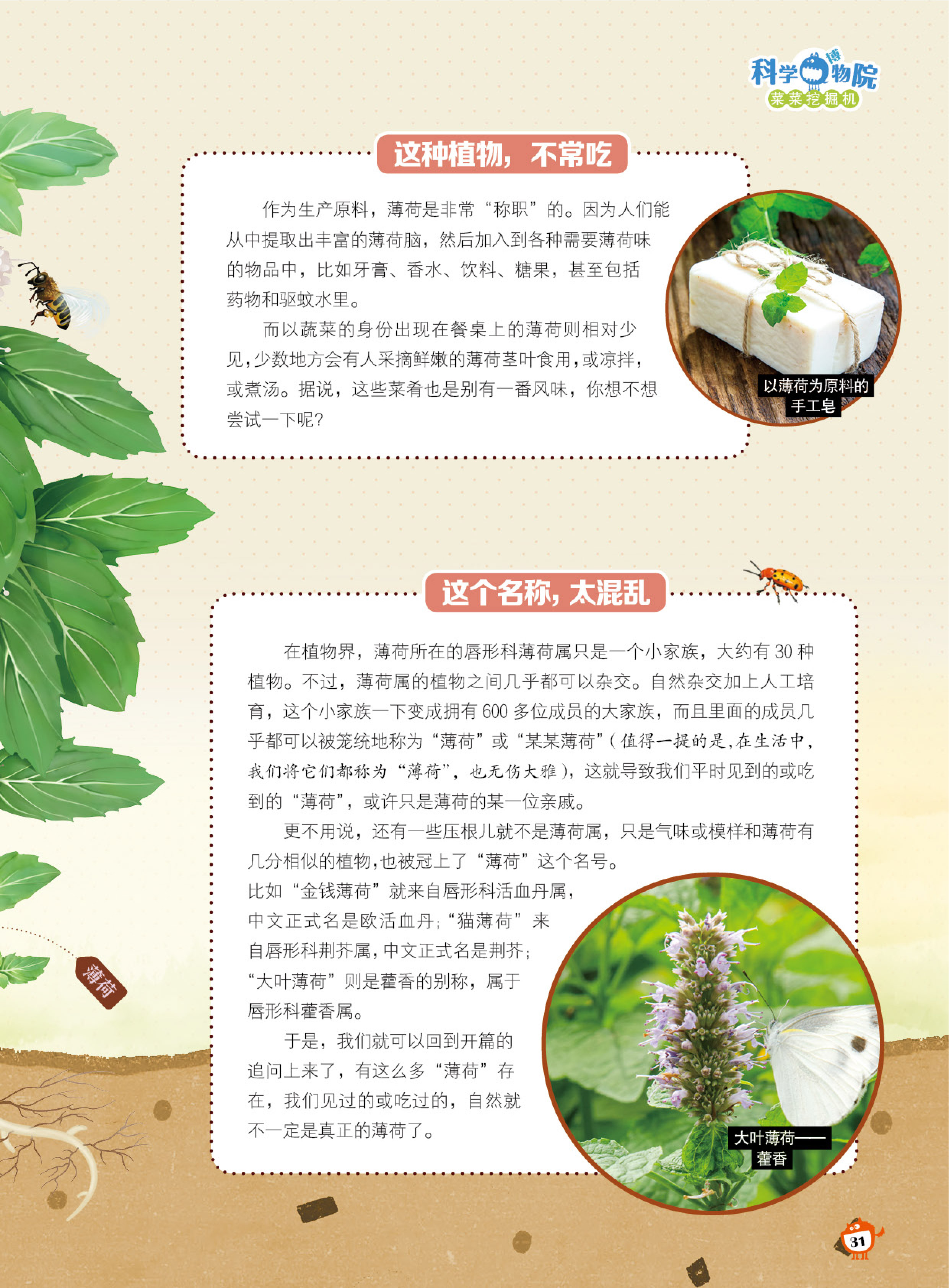 植物,蔬菜,名称,混乱 植物,蔬菜,名称,混乱