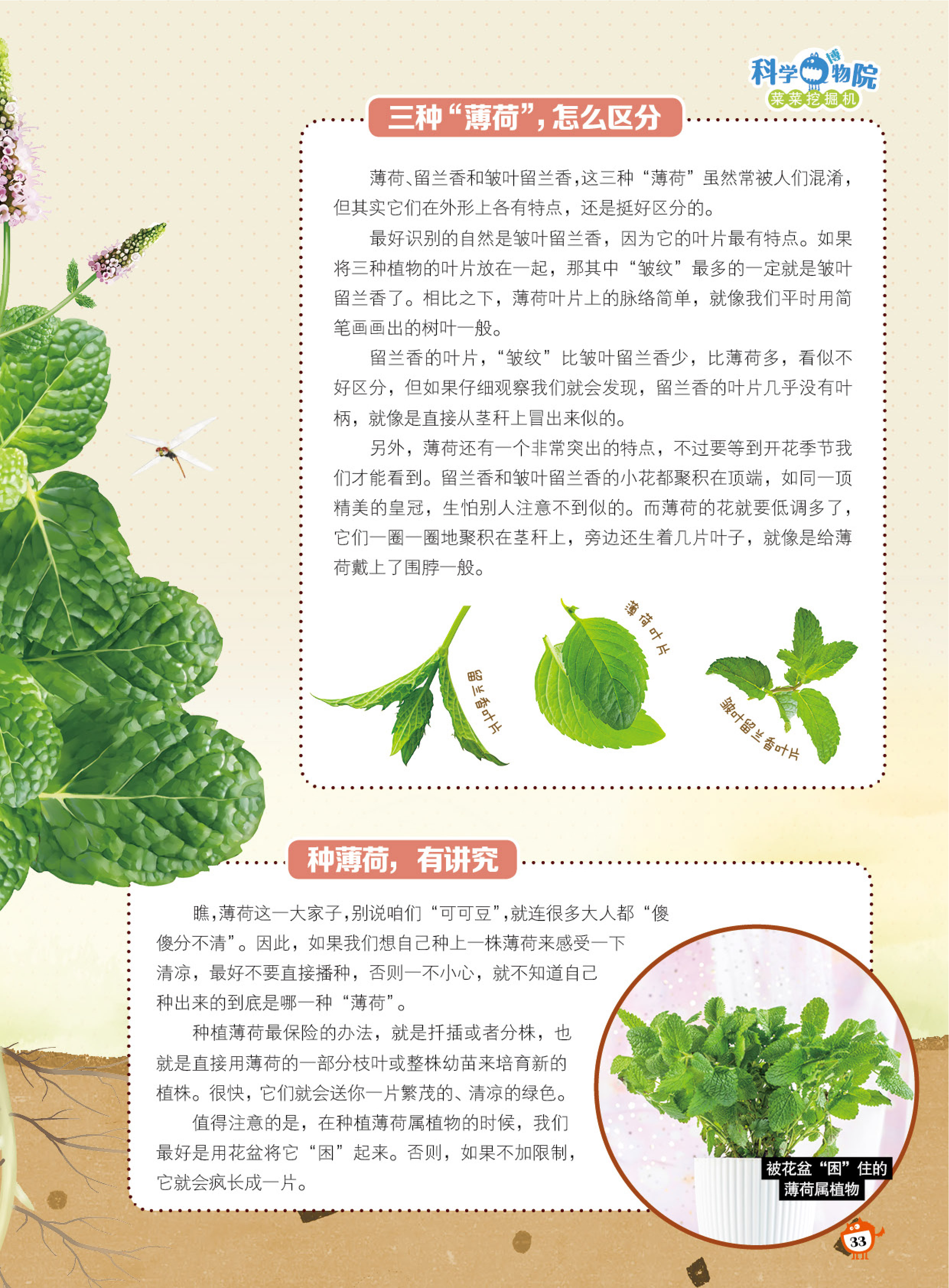 区分,特点,种薄荷 区分,特点,种薄荷