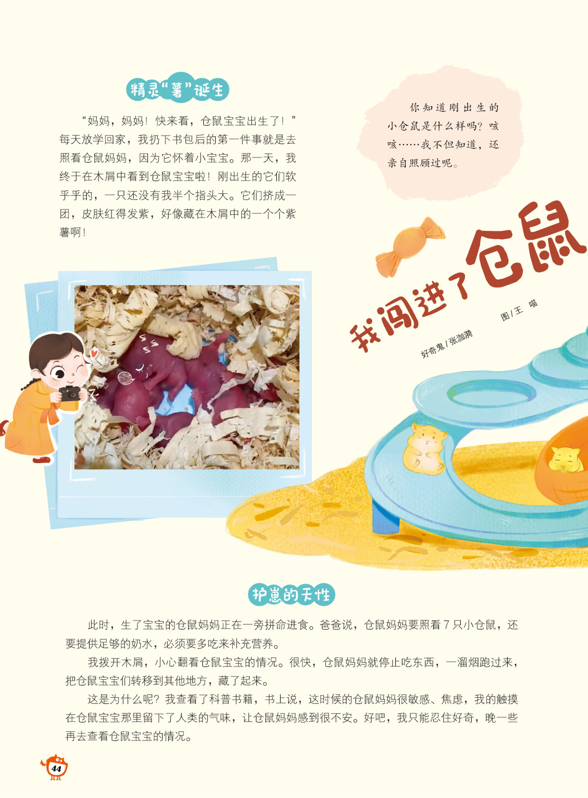 仓鼠,精灵,刚出生 仓鼠,精灵,刚出生