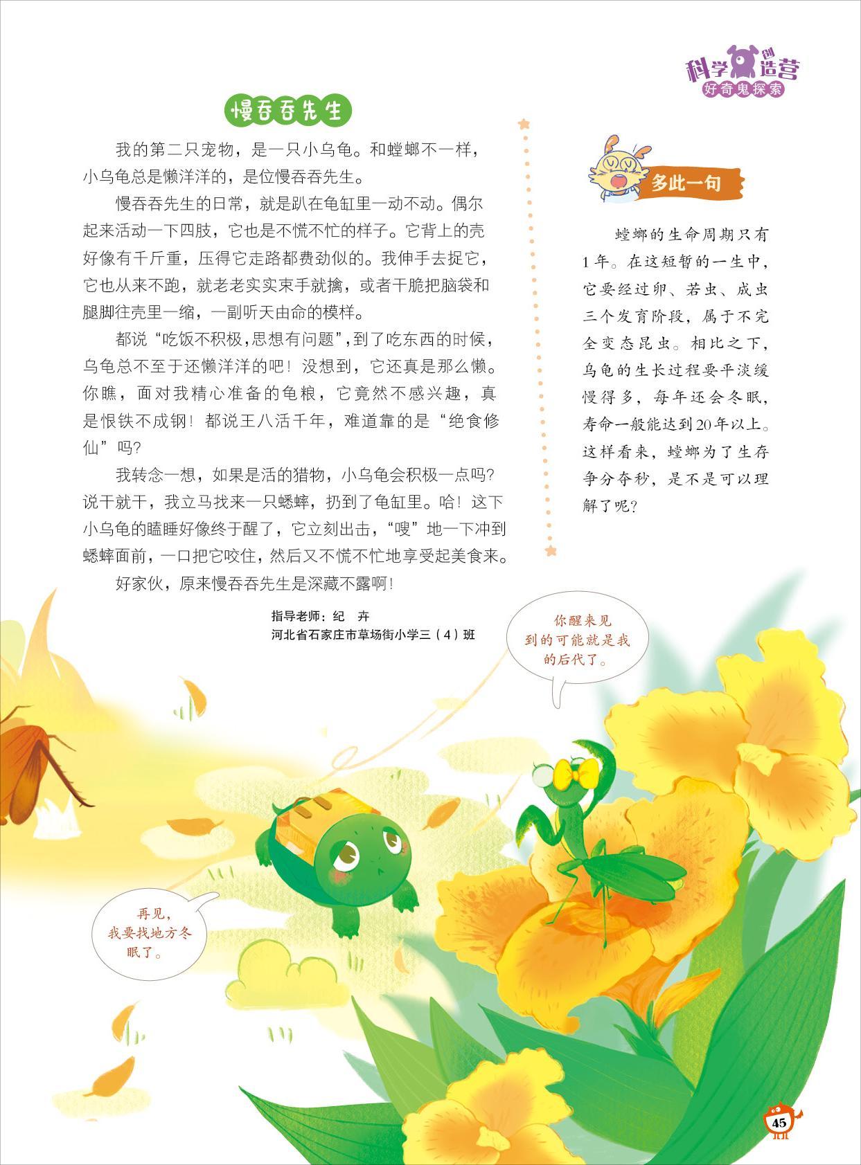 小乌龟,猎物,吃东西