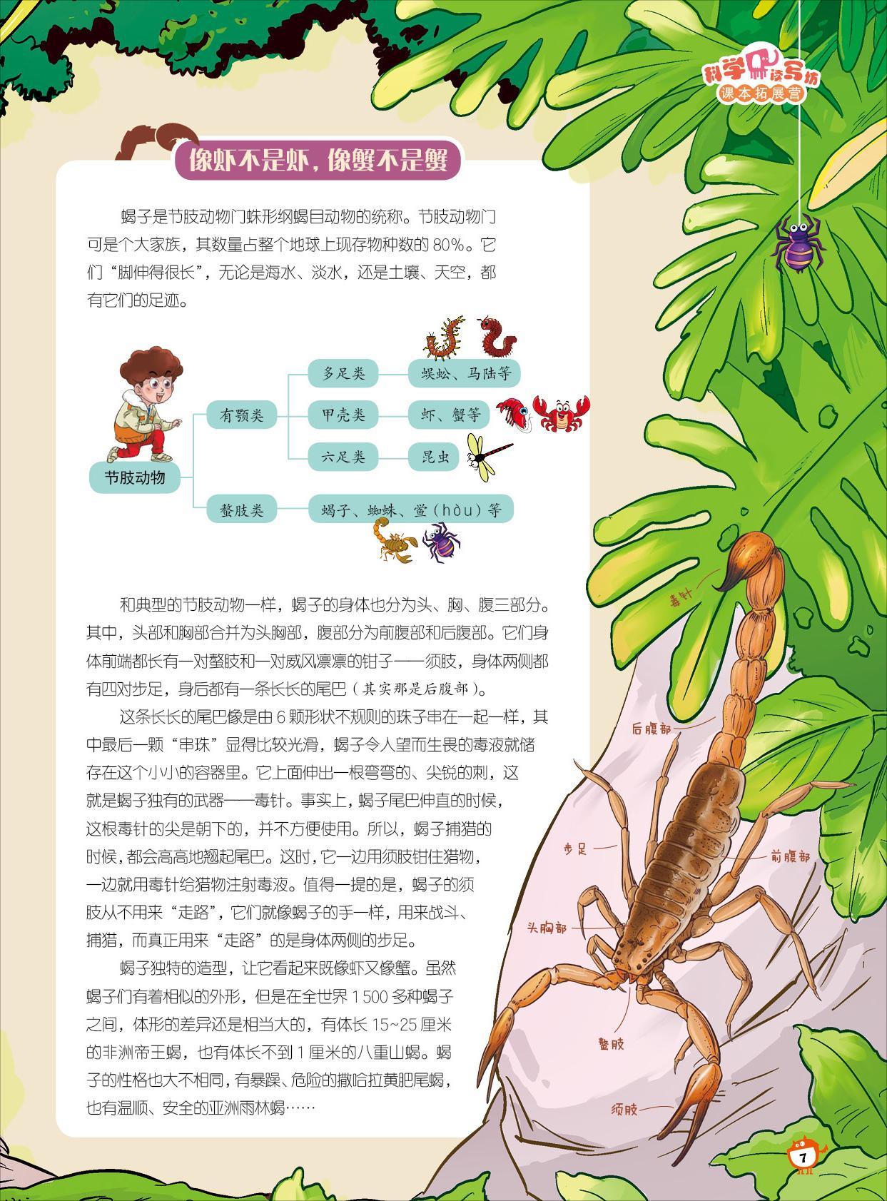 虾,蟹,节肢动物,尾巴 虾,蟹,节肢动物,尾巴