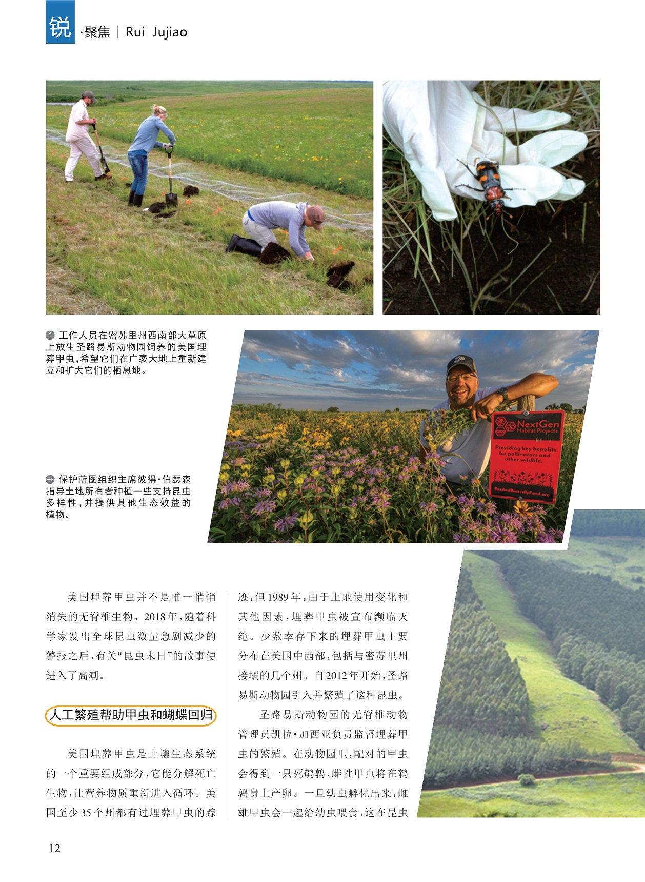 美国埋葬甲虫消失,人工繁殖帮助甲虫和蝴蝶回归 美国埋葬甲虫消失,人工繁殖帮助甲虫和蝴蝶回归