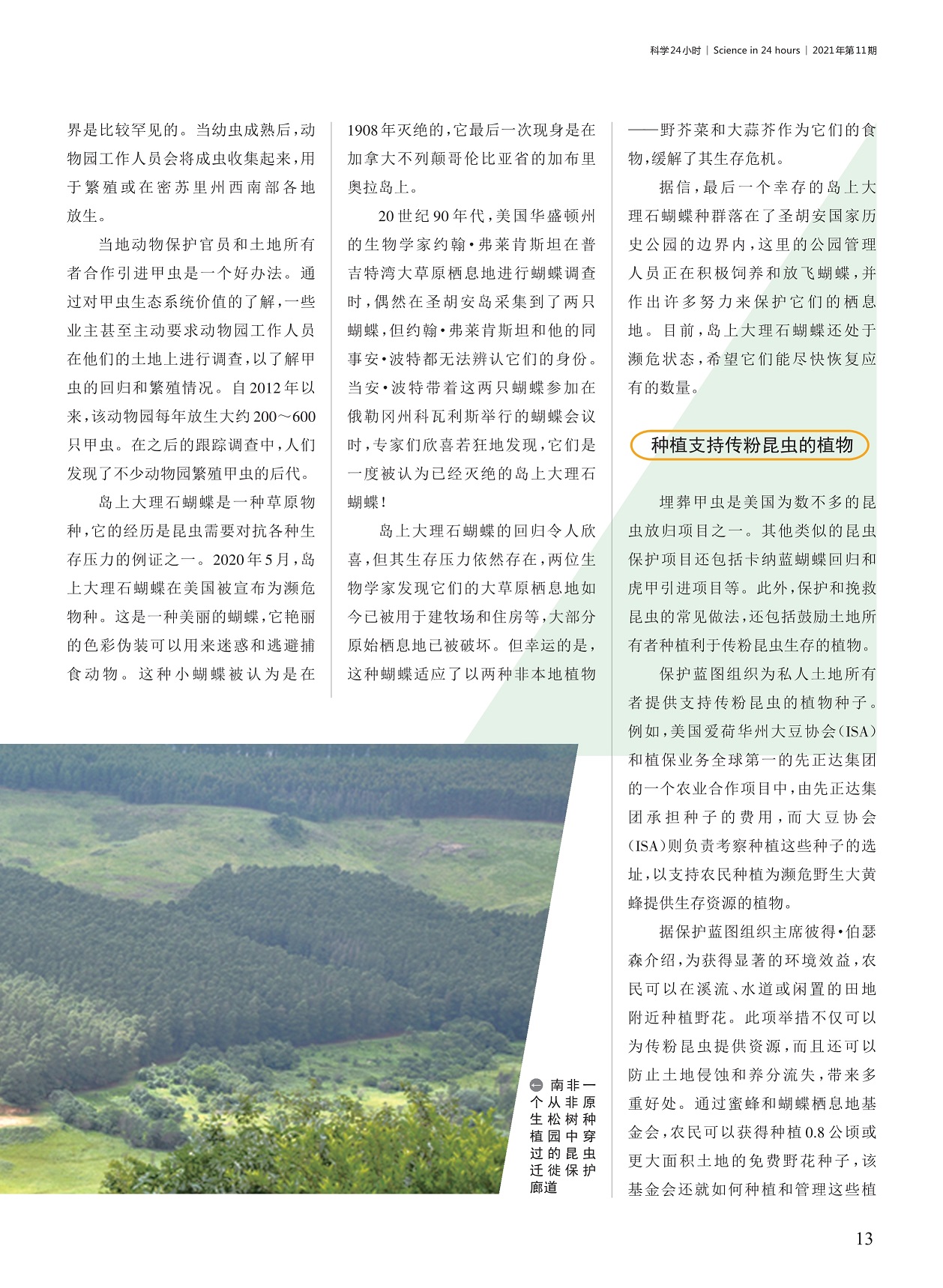 甲虫生态系统价值,种植支持传粉昆虫的植物 甲虫生态系统价值,种植支持传粉昆虫的植物