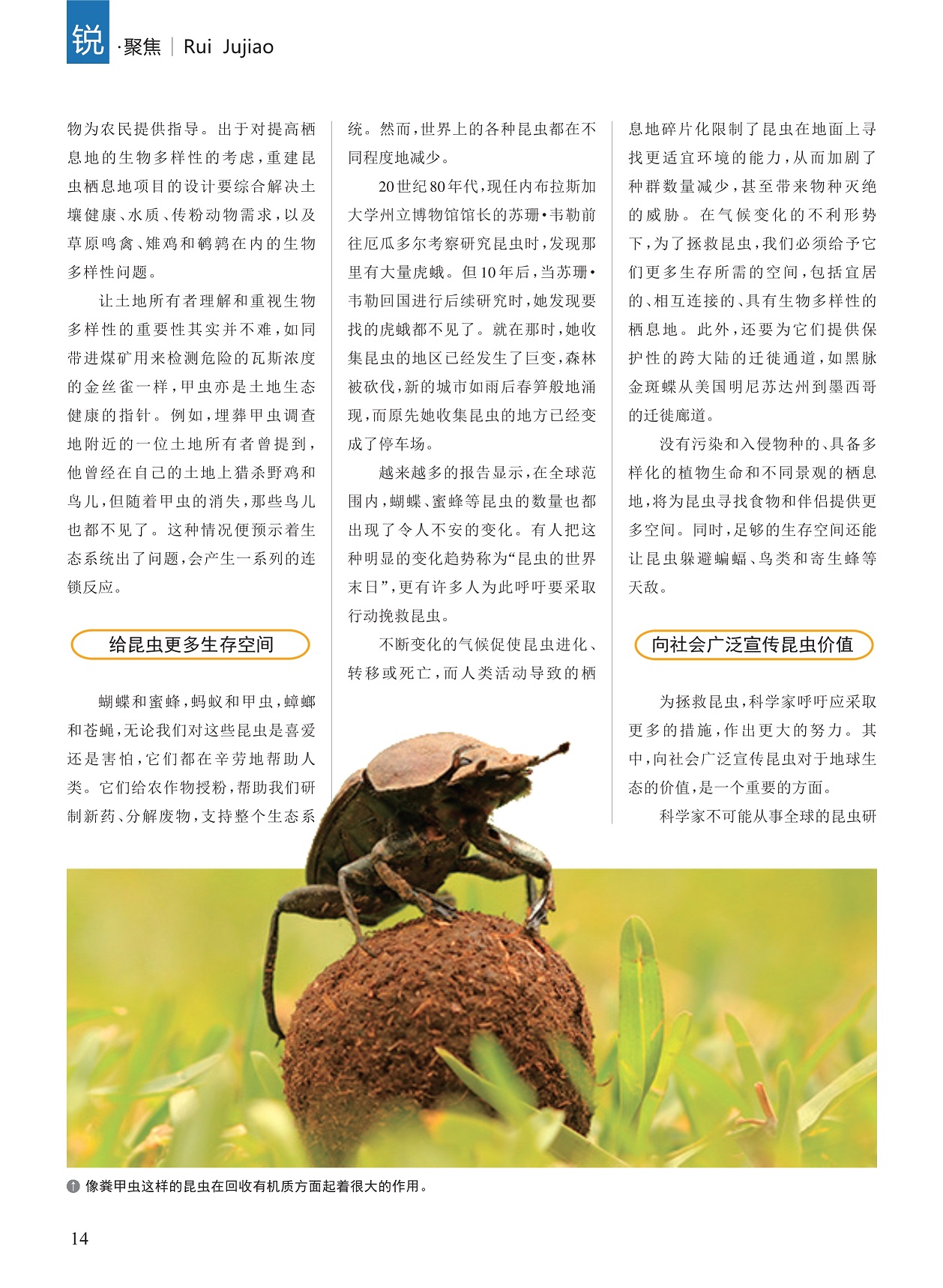 给昆虫更多生存空间,向社会广泛宣传昆虫价值 给昆虫更多生存空间,向社会广泛宣传昆虫价值