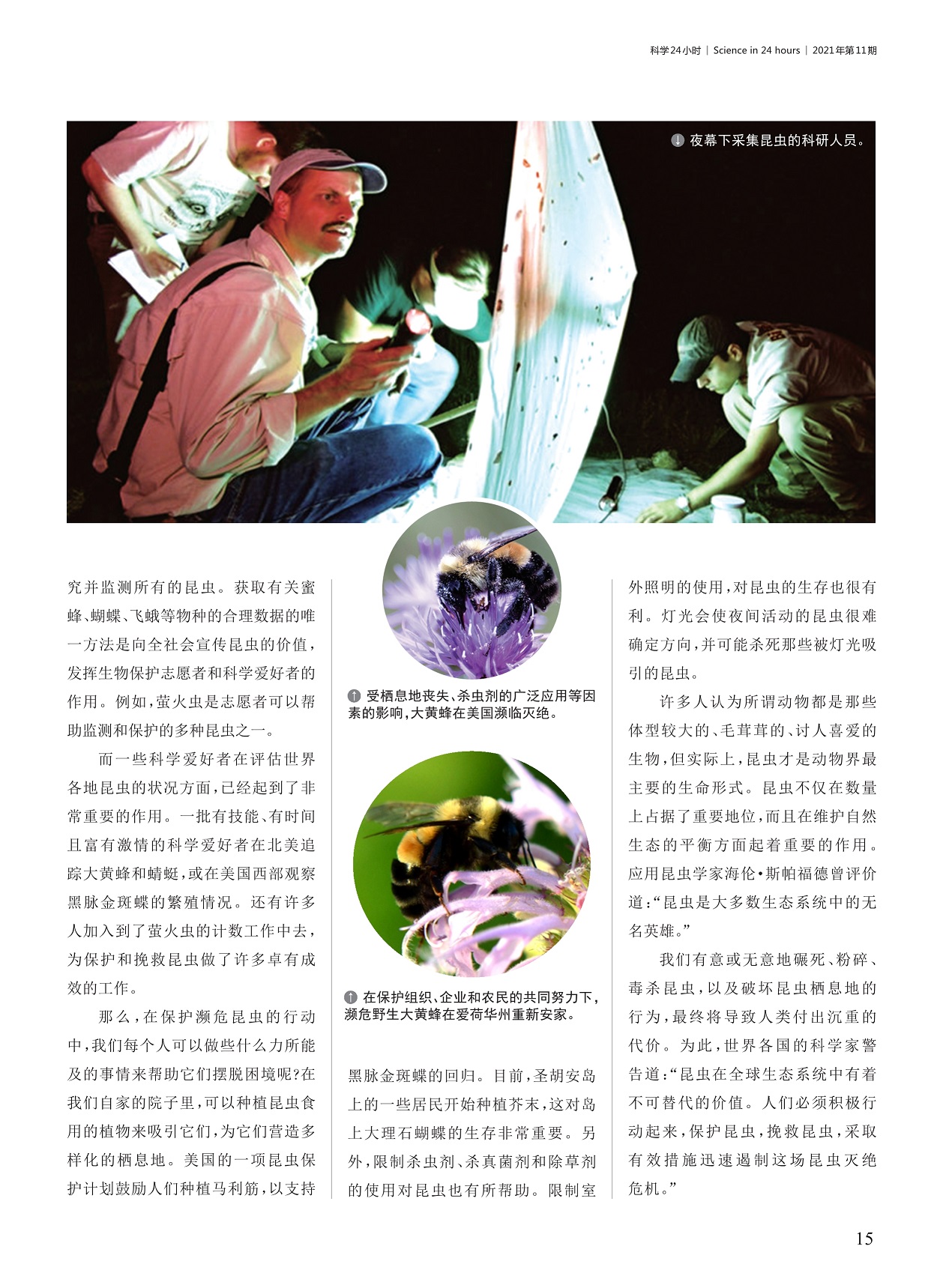 大黄蜂在美国濒临灭绝,迅速遏制这场昆虫灭绝危机 大黄蜂在美国濒临灭绝,迅速遏制这场昆虫灭绝危机