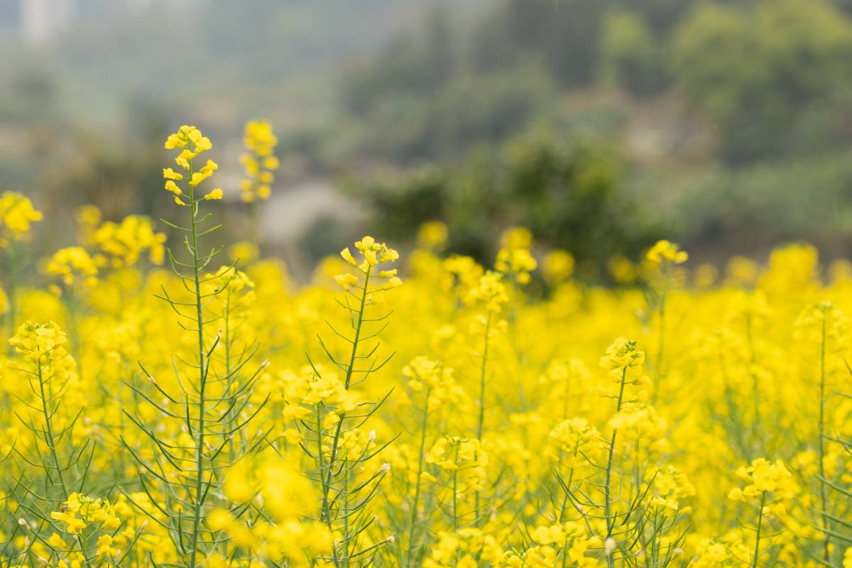 油菜花