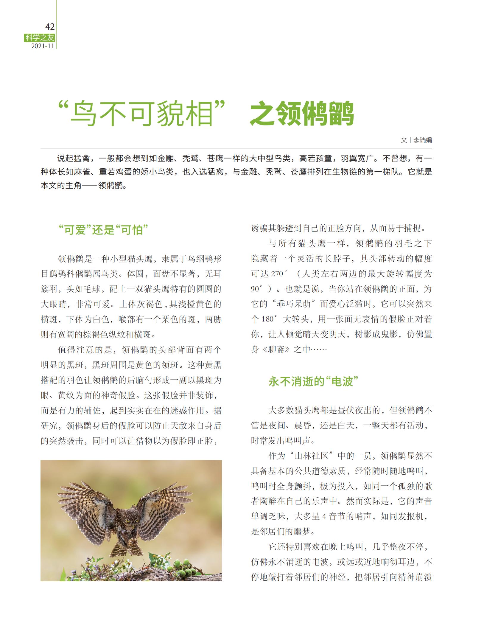 领鸺鹠,羽翼宽广,猛禽