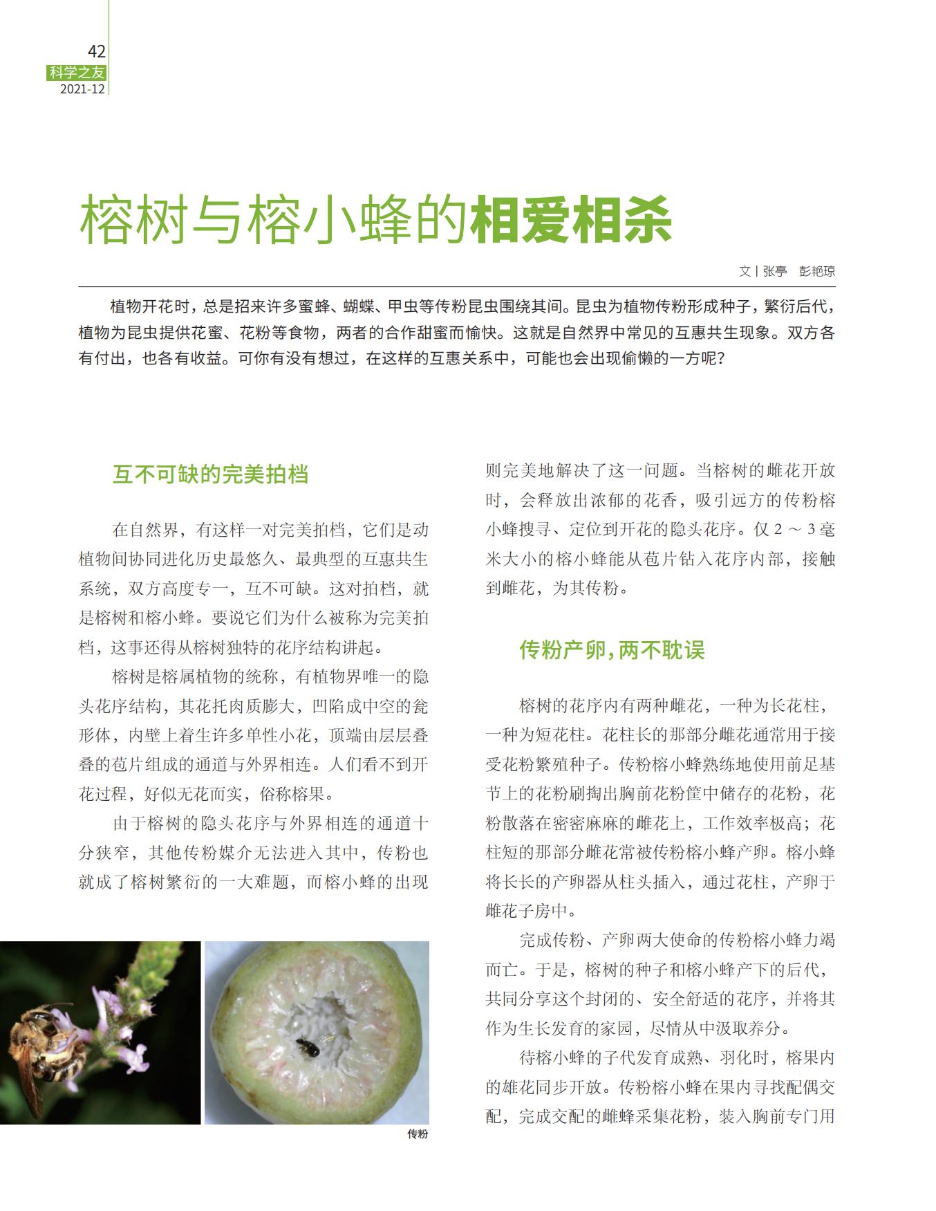 相爱相杀,榕树,榕小蜂