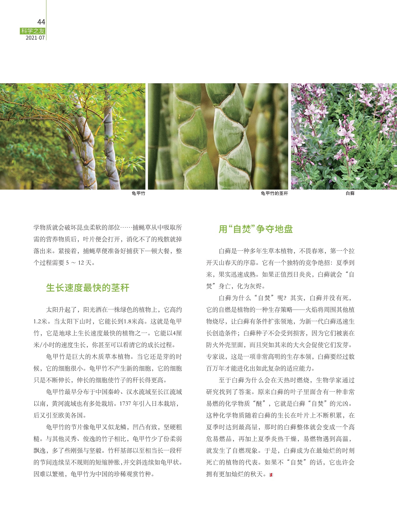 生长速度最快的茎秆,用“自焚”争夺地盘