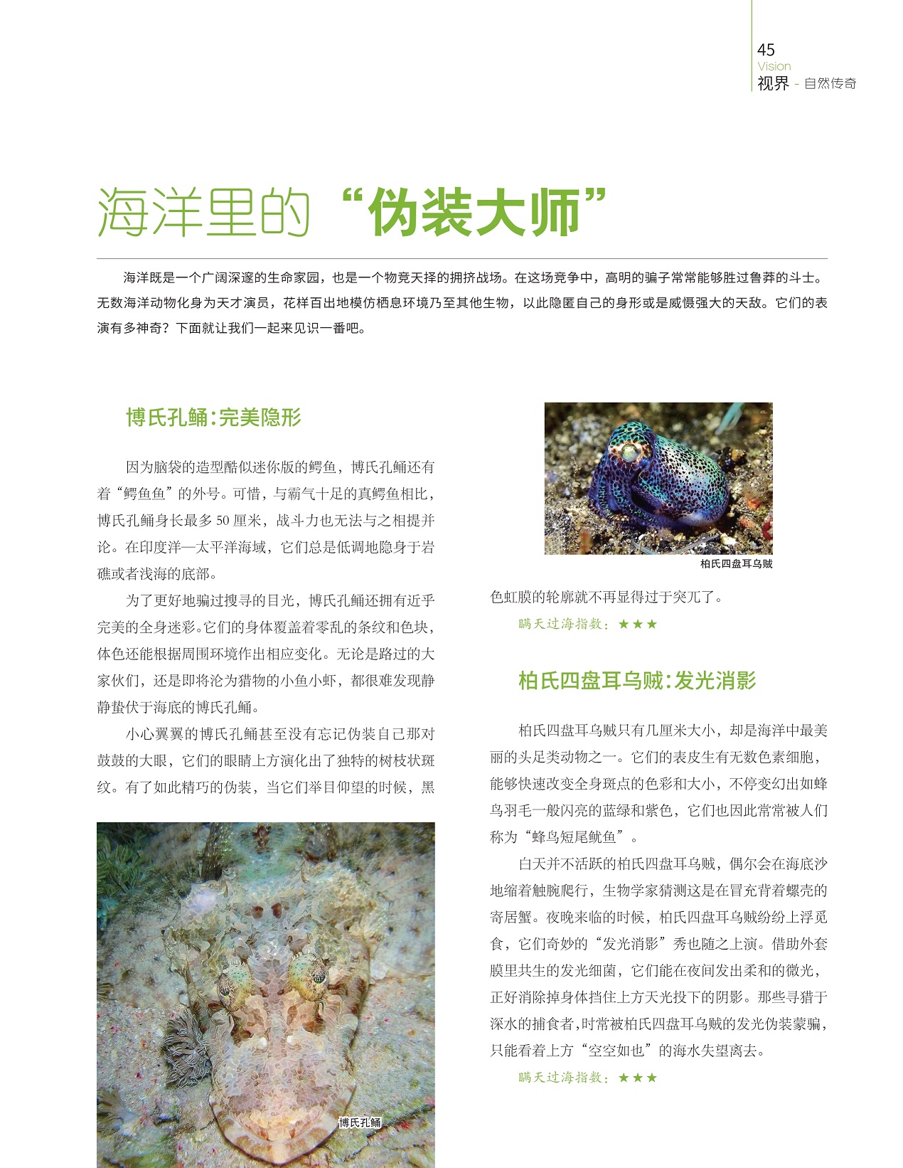 博氏孔鲬完美隐形,柏氏四盘耳乌贼发光消影