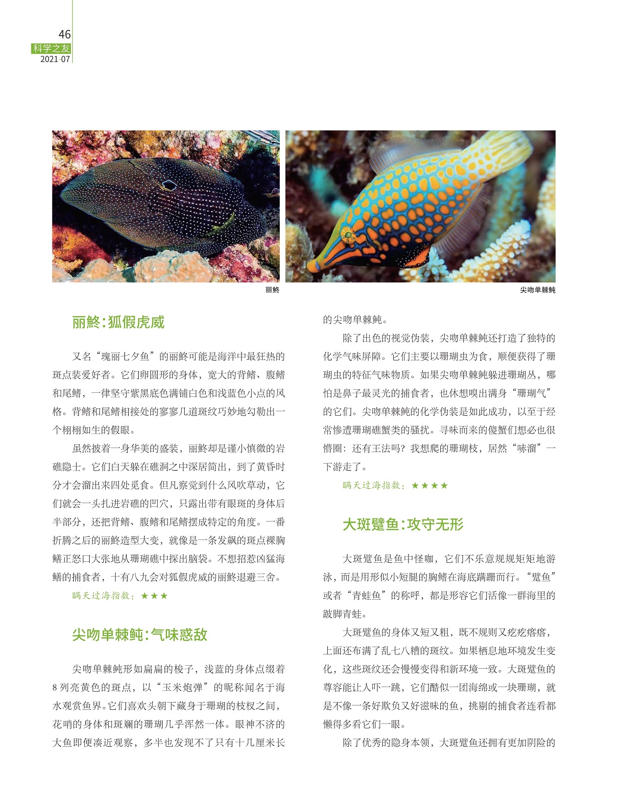 尖吻单棘鲀气味惑敌,大斑躄鱼攻守无形