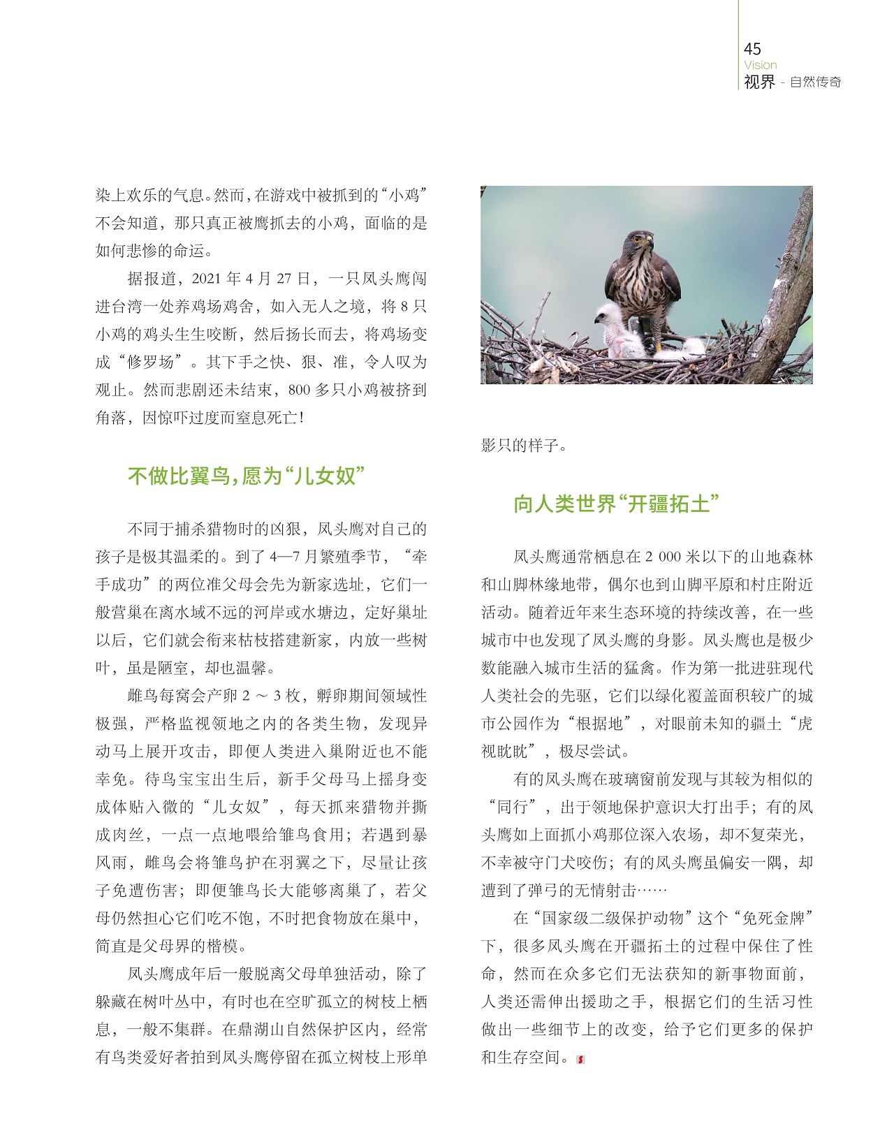 凤头鹰对自己的孩子是极其温柔的,近年来生态环境的持续改善