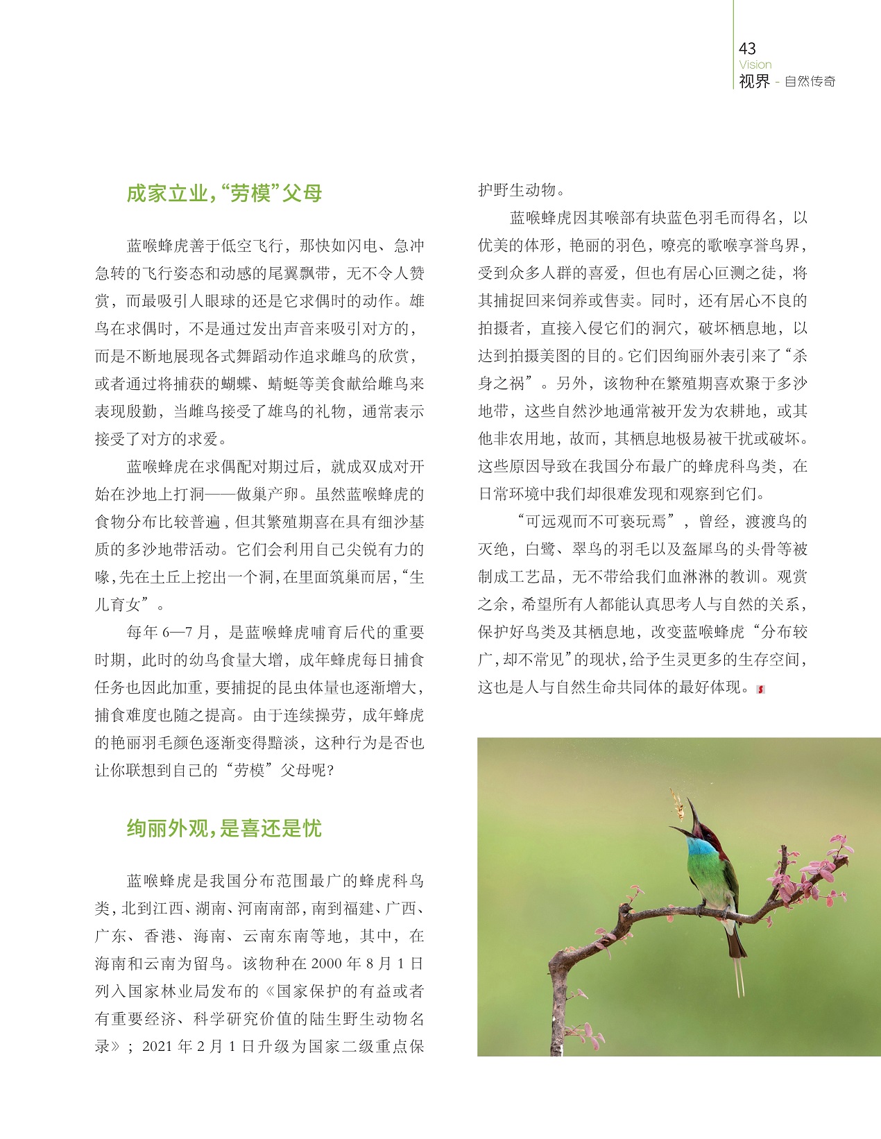 蓝喉蜂虎善于低空飞行,蓝喉蜂虎是我国分布范围最广的蜂虎科鸟类