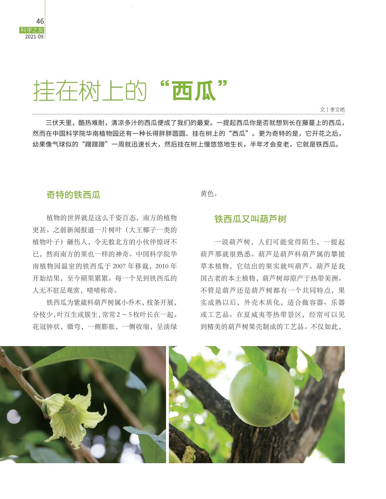 奇特的铁西瓜,铁西瓜又叫葫芦树