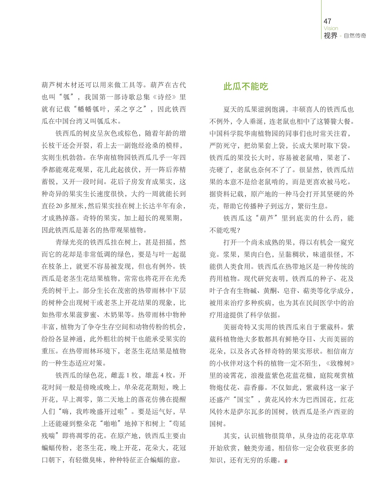 铁西瓜的树皮呈灰色或棕色,美丽奇特又实用的铁西瓜来自于紫葳科