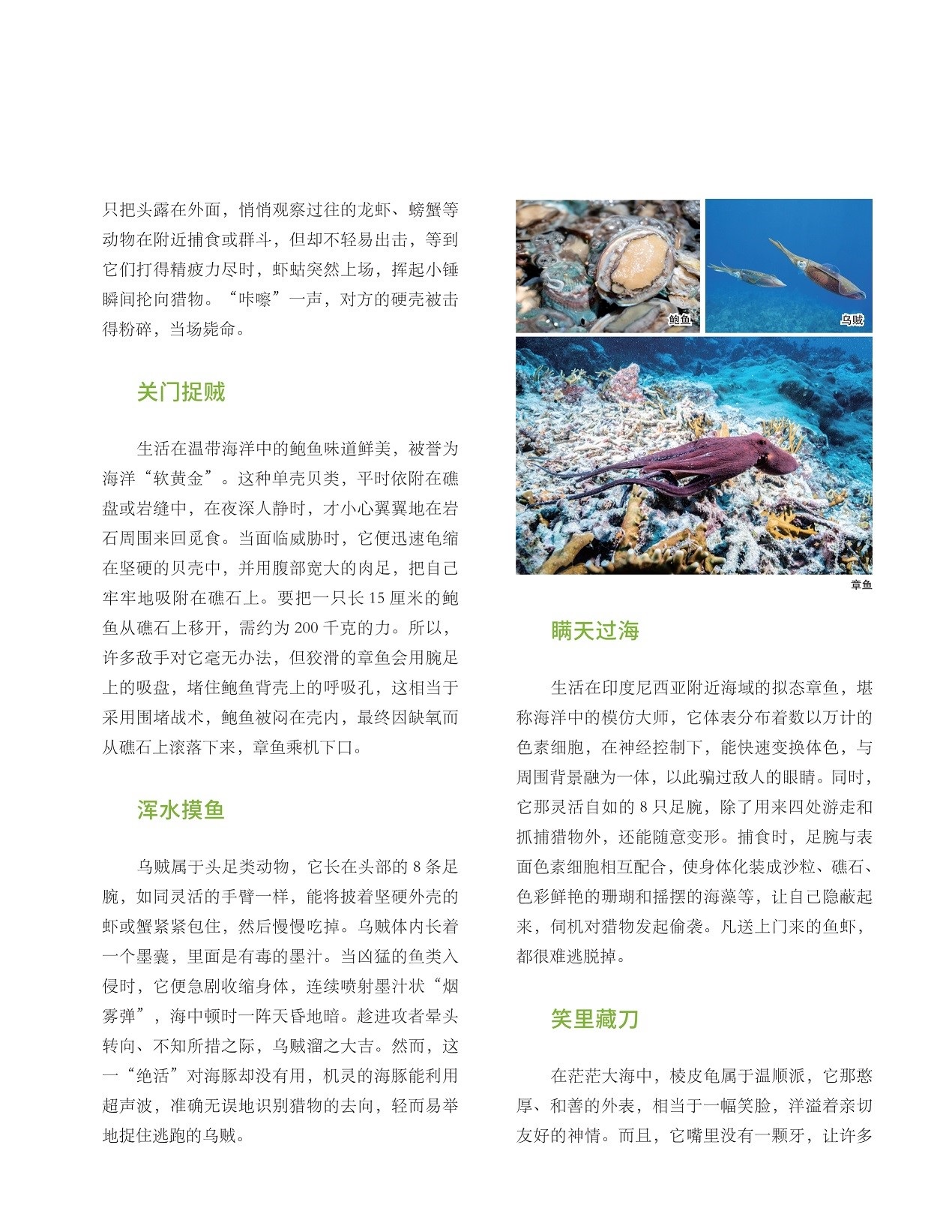 生活在温带海洋中的鲍鱼味道鲜美,乌贼属于头足类动物