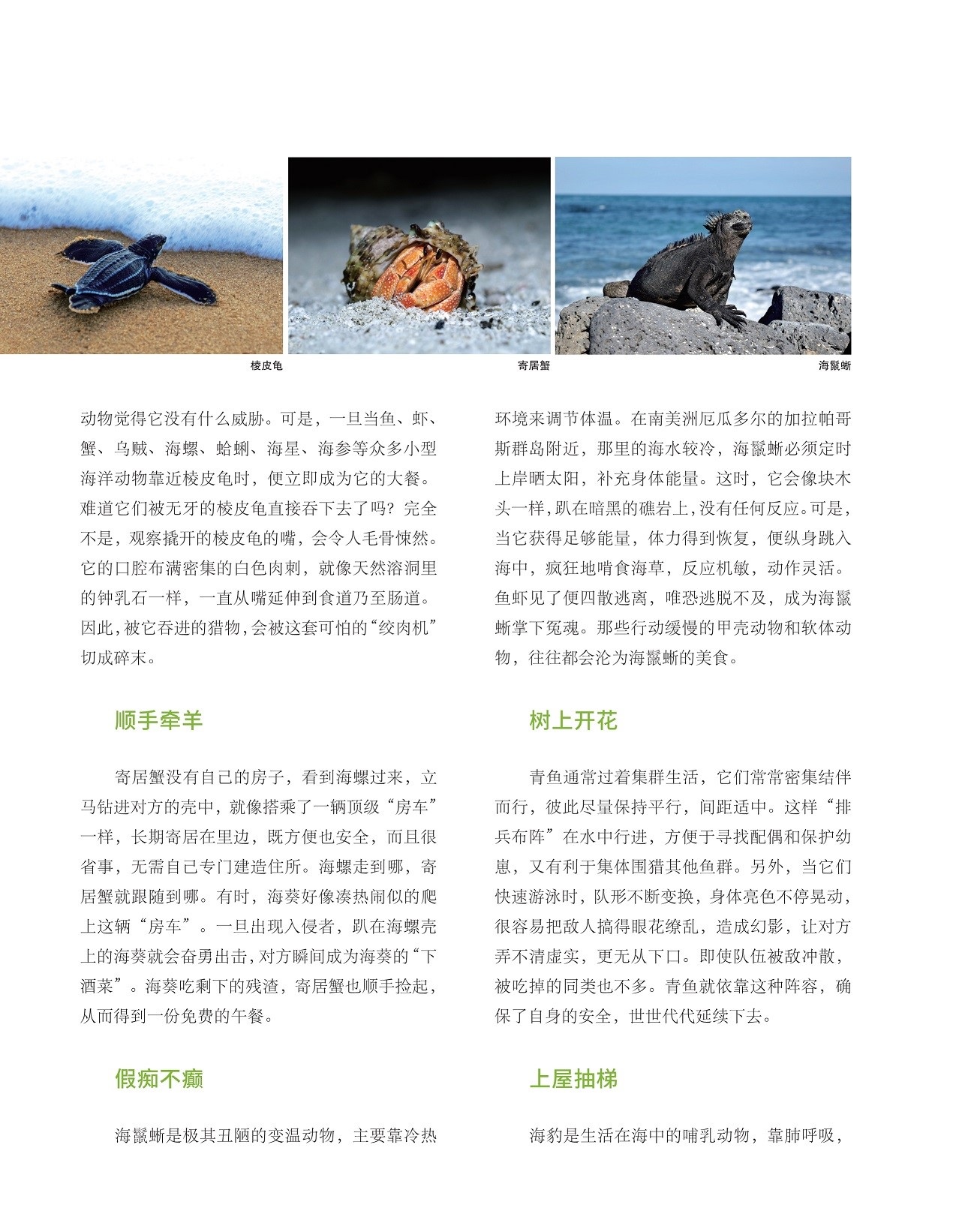 海鬣蜥是极其丑陋的变温动物,青鱼通常过着集群生活