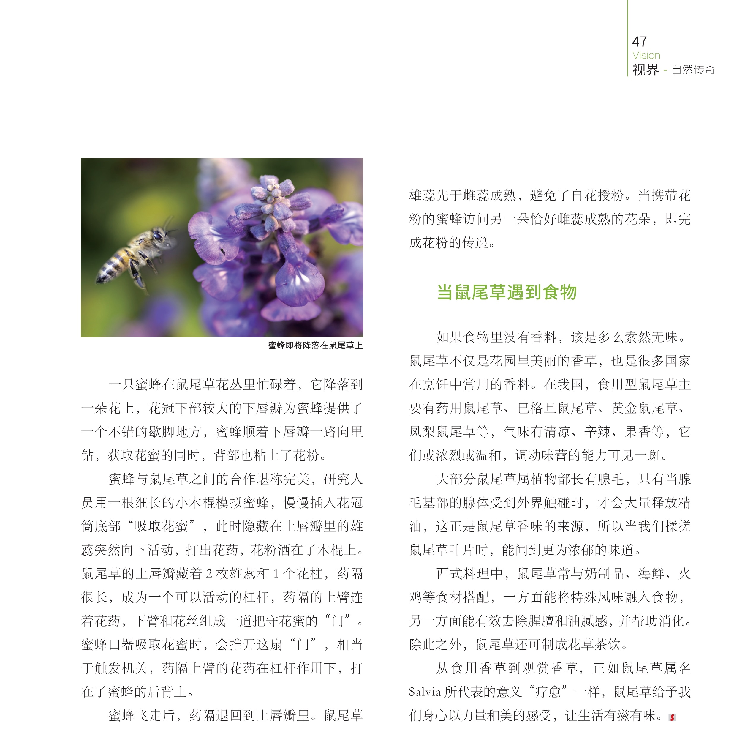 蜜蜂与鼠尾草之间的合作堪称完美,鼠尾草也是很多国家在烹饪中常用的香料 蜜蜂与鼠尾草之间的合作堪称完美,鼠尾草也是很多国家在烹饪中常用的香料