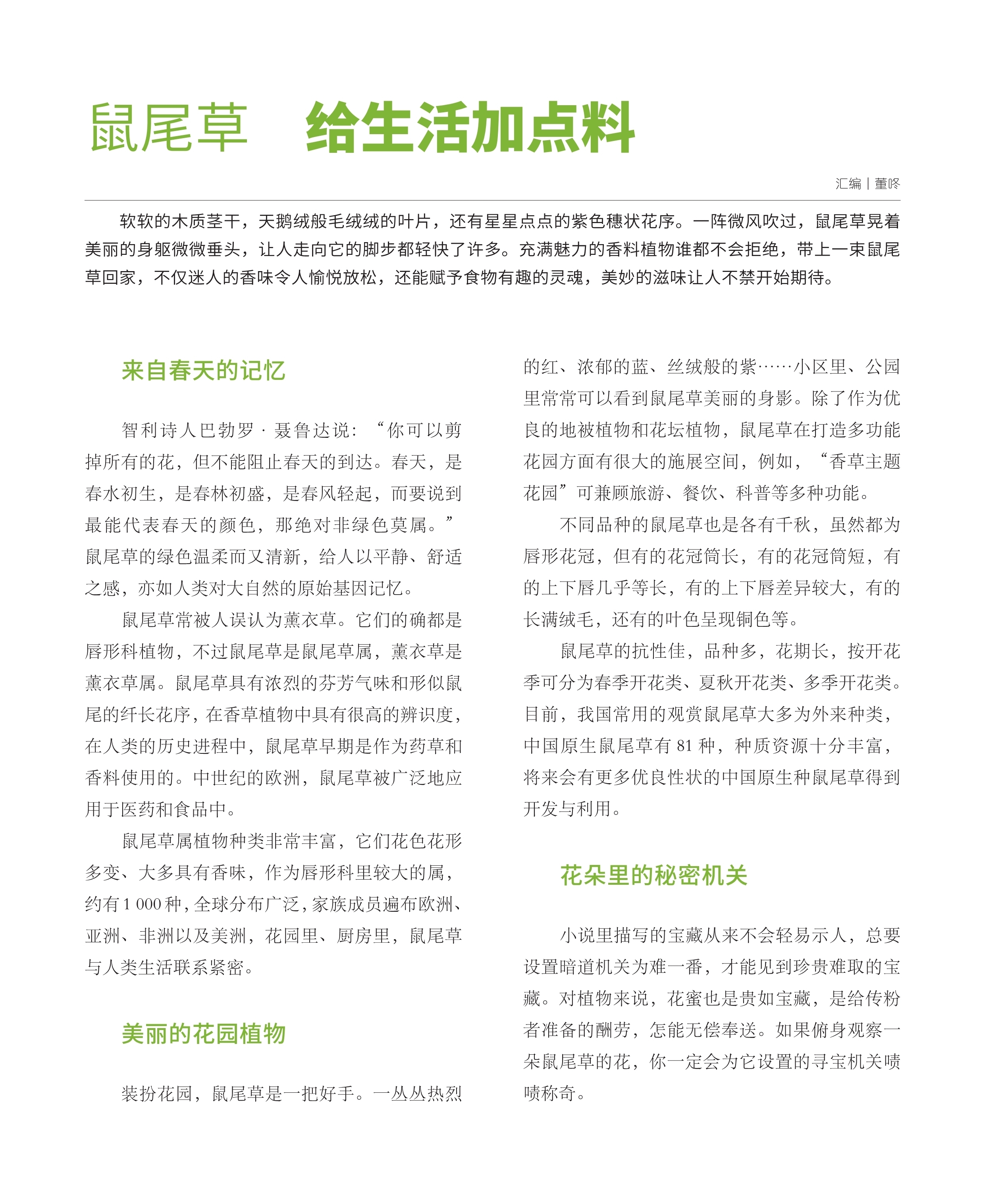 充满魅力的香料植物谁都不会拒绝,鼠尾草常被人误认为薰衣草 充满魅力的香料植物谁都不会拒绝,鼠尾草常被人误认为薰衣草