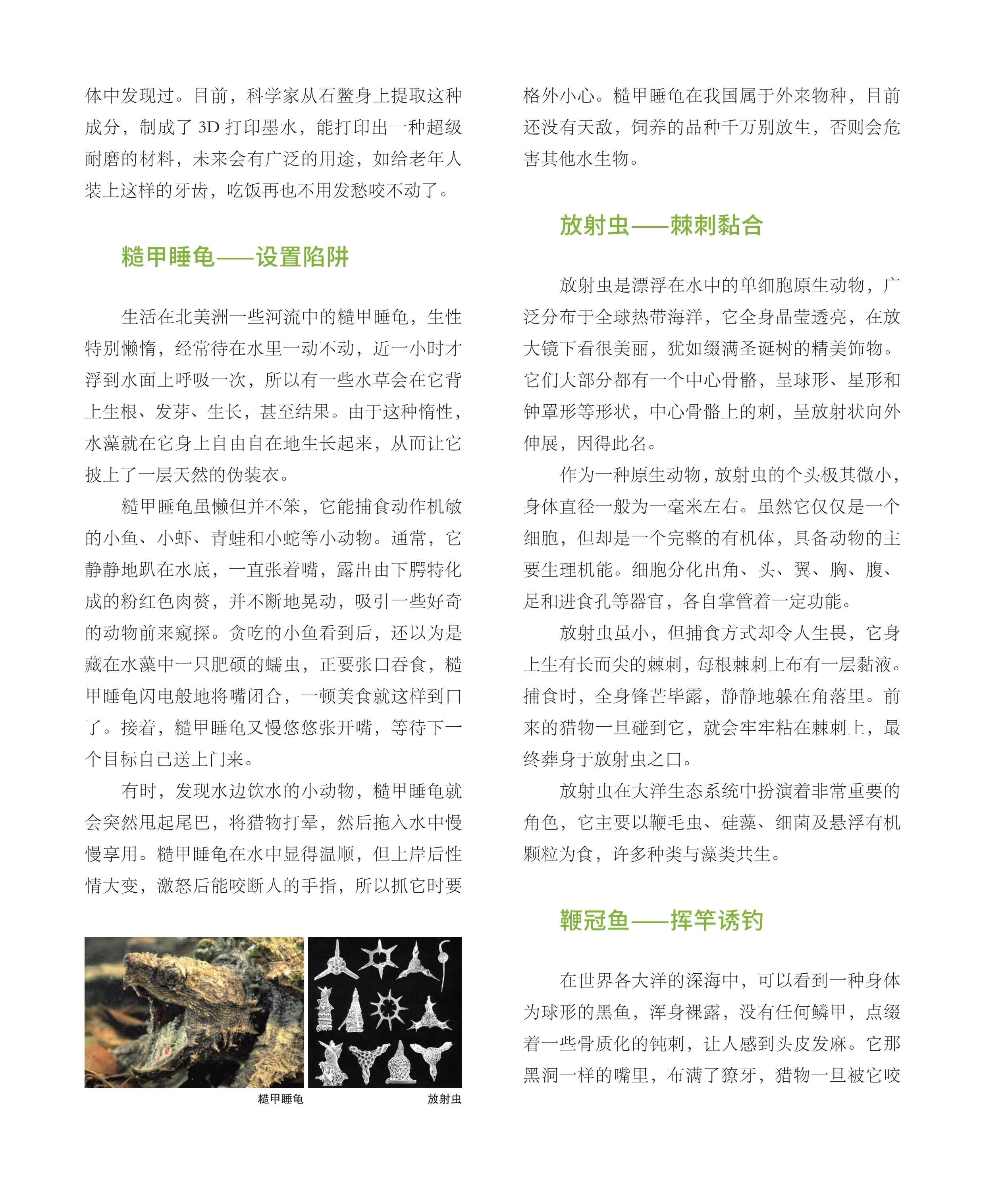 糙甲睡龟生活在北美洲一些河流中,放射虫是漂浮在水中的单细胞原生动物 糙甲睡龟生活在北美洲一些河流中,放射虫是漂浮在水中的单细胞原生动物