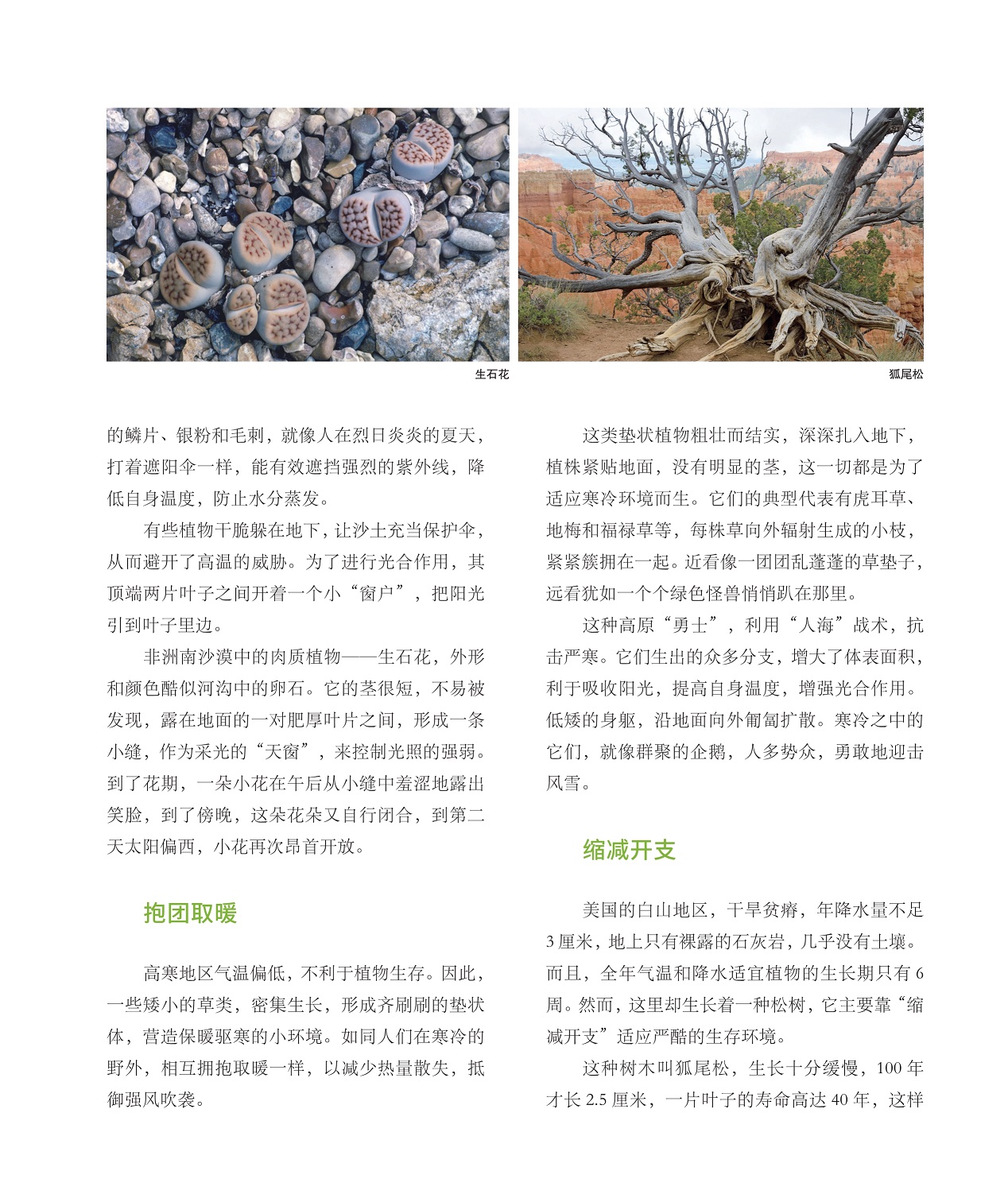 非洲南沙漠中的肉质植物生石花,狐尾松生长十分缓慢