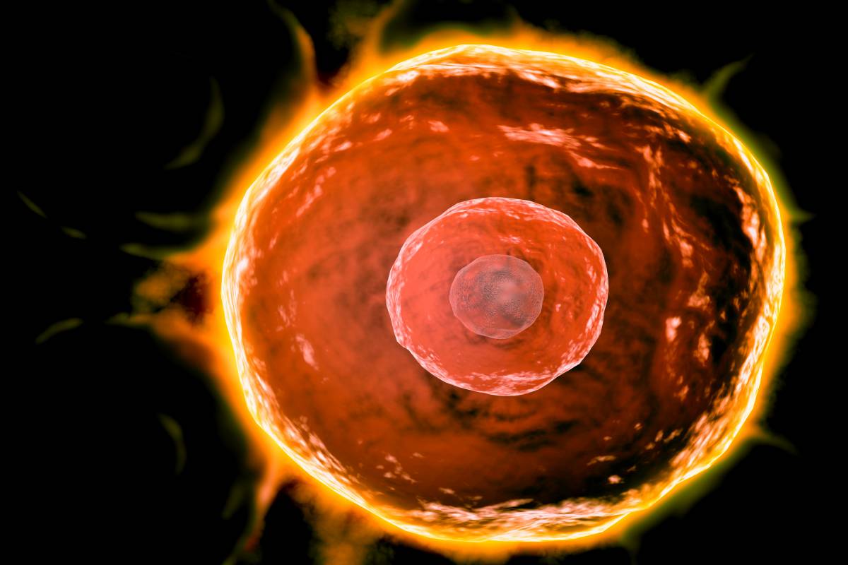 免疫细胞 免疫细胞