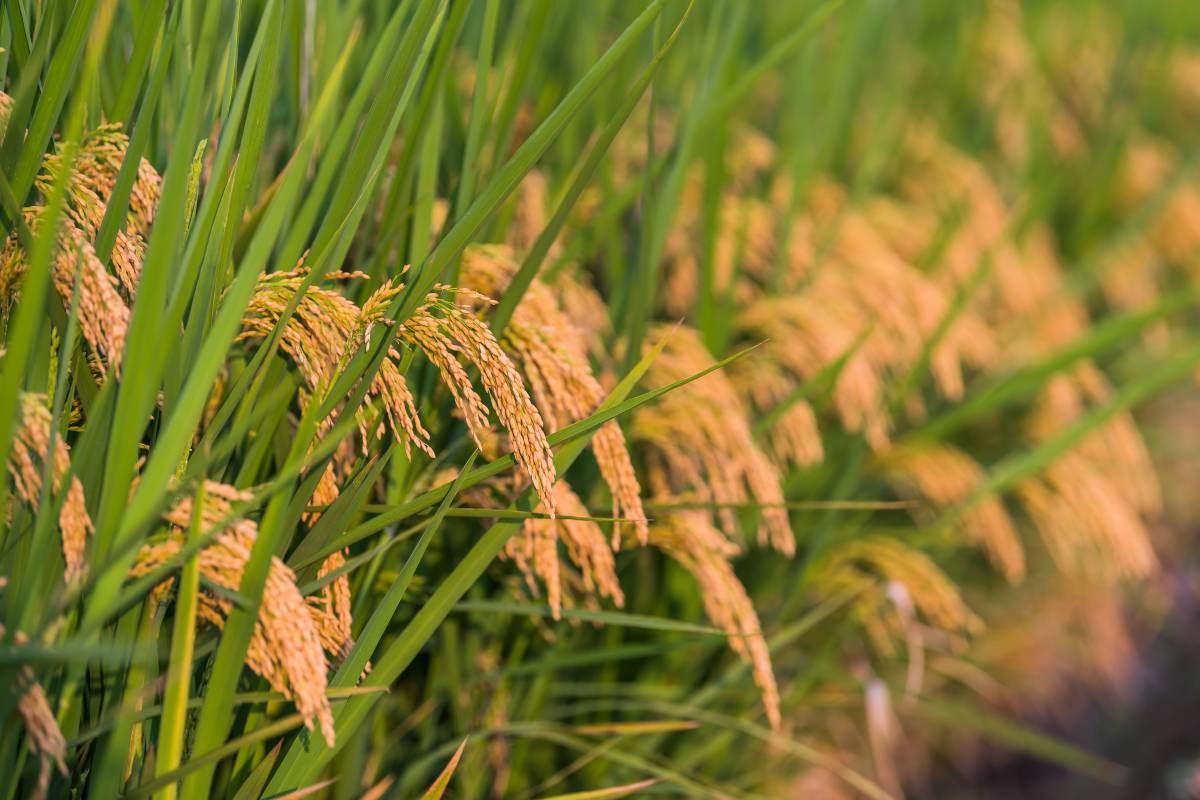 水稻