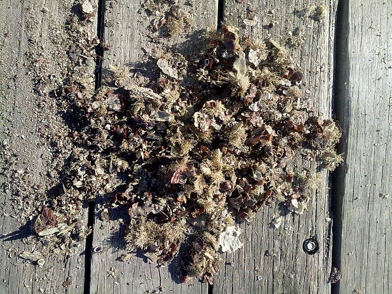 海洋生物,生物污损,碳中和,防污涂层